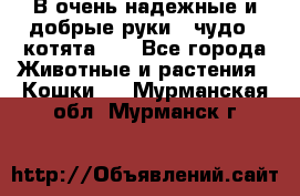 В очень надежные и добрые руки - чудо - котята!!! - Все города Животные и растения » Кошки   . Мурманская обл.,Мурманск г.